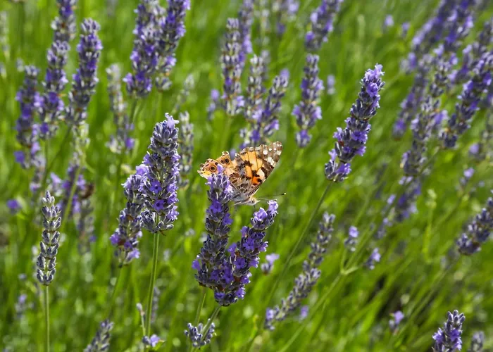 Lejlighed Blue Lagoon House