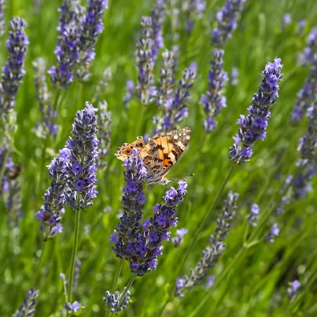 Appartement Blue Lagoon House